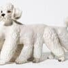 Debra Broz – How to Make Hybrid Animals Using Ceramics Restoration Techniques