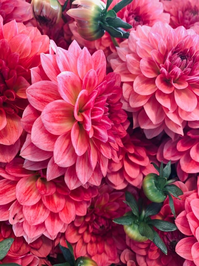 Hot pink Dahlia 768x1024