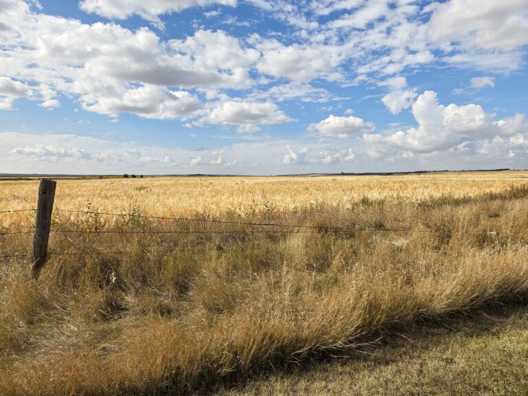 1000009265 1 768x576