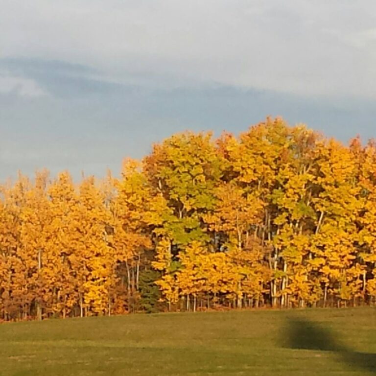 dca81c20 b3b9 4d94 b8b0 ee3575f374b5 1 all 14342 768x768