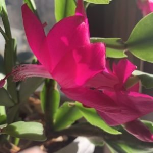 Profile photo of Bet Chandler