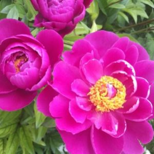 Profile photo of Lisa Stachitus