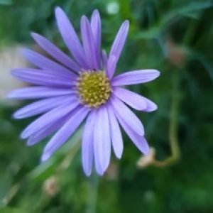 Profile photo of Dianne Marega