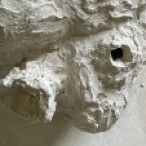 Profile photo of Aedan Harris