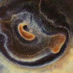 Profile photo of arianew