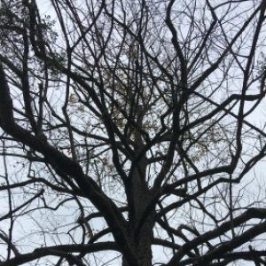 Profile photo of David Engbritson