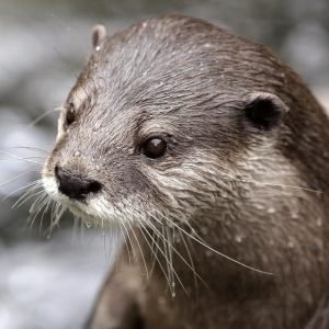 Profile photo of Richard Barringer