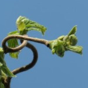 Profile photo of Christine Van Praag