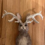 Profile photo of ponderingdog