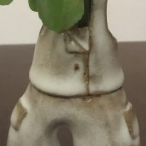 Profile photo of Cristina Iafigliola