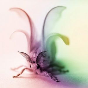 Profile photo of Jessica Thistlethwaite