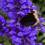 Profile photo of drops-of-grace-studio