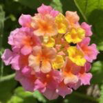 Profile photo of Sheryl