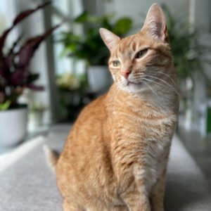 Profile photo of Sarah