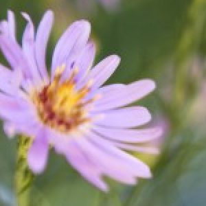 Profile photo of Gretchen Larson