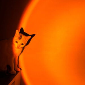 Profile photo of Aditee Chetia