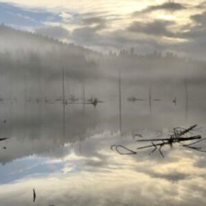 Profile photo of Laura Friesan