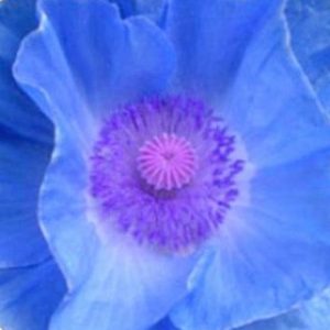 Profile photo of heidy freyre