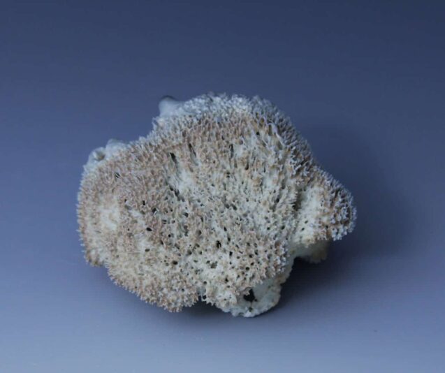 05Howard_BleachedCoral2