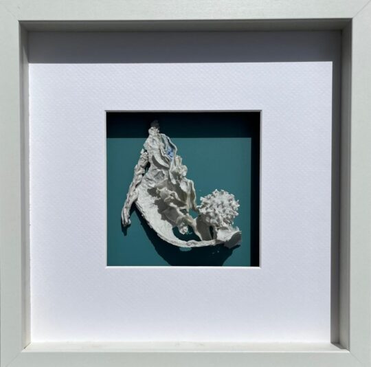 Arreglo_Semilla_Arbol_de_Goma_dulce