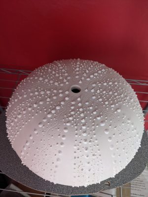 PXL_20210910_071910516