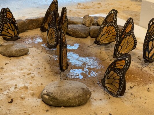 Monarch sipping water