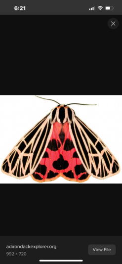 BB7C5450-7F0E-40DB-B73A-6169C54E3A58